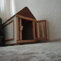 بچه گربه ملوس|گربه|سهند, |دیوار