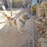 سگ پاکوتاه|سگ|بجنورد, |دیوار