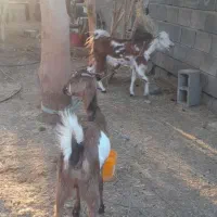 فروش دوعددتالی بزرگ|حیوانات مزرعه|میناب, |دیوار