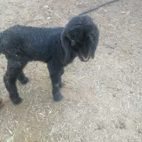 شیشک میش بره دار