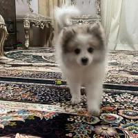 سگ نژاد پامیرن خرسی