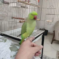 طوطی ملنگو گم شده