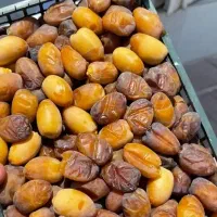 رطب کبکاب درجه یک دشتستان تازه از باغ
