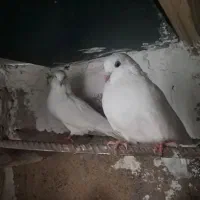 کبوتر|پرنده|ماکو, |دیوار