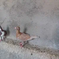 کبوتر|پرنده|آشخانه, |دیوار