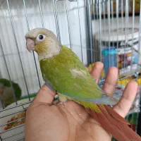 گرینچیک فوق رام و سخنگو و گرینچیک سرلاکی