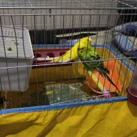 یک جفت مرغ عشق اماده تخم گذاری با قفس|پرنده|شیراز, علوم پزشکی|دیوار