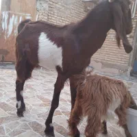 بز نر نیدی|حیوانات مزرعه|خرمشهر, |دیوار