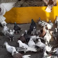 کبوتر پروازی|پرنده|شفت, |دیوار