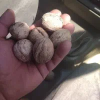 فروش گردو در یاسوج