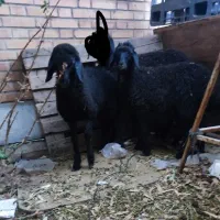 بره ماده