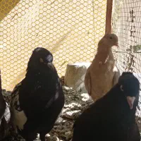 کبوتر|پرنده|شیراز, پودنک|دیوار