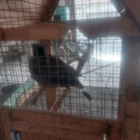 فروش مرغ مینا