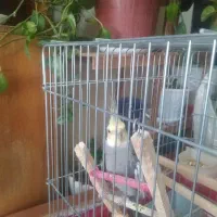 جفت عروس هلندی