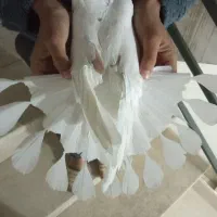 کفتر پرشی|پرنده|وحیدیه, |دیوار