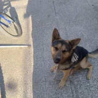 سگ ژرمن|سگ|زرند, |دیوار