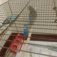 مرغ عشق|پرنده|تهران, امام حسین|دیوار