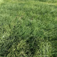 نشا، پیاز مینروا سایروس|گل و گیاه طبیعی|جیرفت, |دیوار