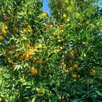 استخدام کار پرتغال چینی|استخدام صنعتی، فنی، مهندسی|فرح آباد, |دیوار