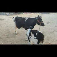 فروش گاو شیری|حیوانات مزرعه|لامرد, |دیوار