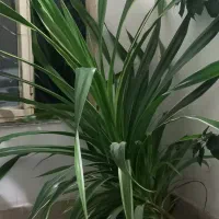 گل زیبا|گل و گیاه طبیعی|مریوان, |دیوار