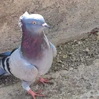 کفتر کبوتر