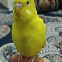 مرغ عشق اهلی