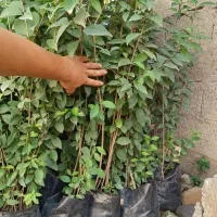 شمشاد سبز طلایی|گل و گیاه طبیعی|کلاچای, |دیوار