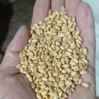 بذر گندم کشت آبی (ایوان)