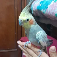 عروس هندی ماده مرواریدی