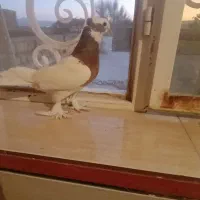 کبوتر طوقی کوار