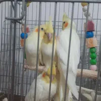 عروس هلندی|پرنده|سهند, |دیوار