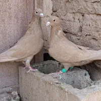 کبوتر کرمانی|پرنده|ملکآباد, |دیوار