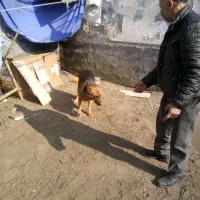 سگ گرگی|سگ|بندر انزلی, نوغان|دیوار