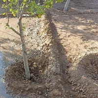 طراحی باغ و ویلا ،ساخت باغچه‌و نگهداری درختان|خدمات باغبانی و درختکاری|مشهد, جاهد شهر|دیوار