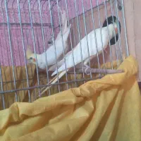 شیبان کوی امام|پرنده|باوی, |دیوار