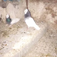 طوق