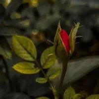 راهنمایی ازدواج