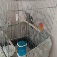 جوجه عروس سخنگو سه ماهه