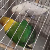 طوطی برزیلی|پرنده|کرمان, |دیوار