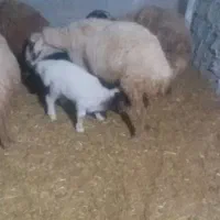 سلام دوعددمیش بره جوان سالم