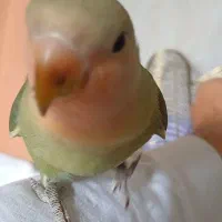 طوطی برزیلی اهلی|پرنده|اردبیل, |دیوار