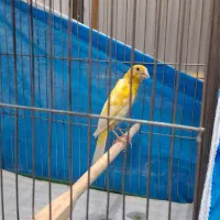 قناری یکسر جیور ماده اماده اماده