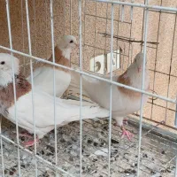 کبوتر طوقی|پرنده|کرمانشاه, |دیوار