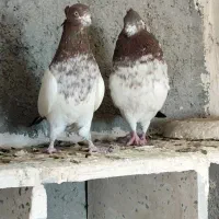 کبوتر کله دار|پرنده|رزن, |دیوار