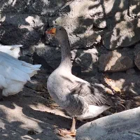 قوغاز لیندای اصل وغاز محلی کرچ شو