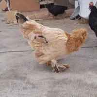 مرغ سیاه|حیوانات مزرعه|شاهینشهر, گزبرخوار|دیوار