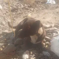 پاکوتاه نر و ماده|سگ|نیشابور, فخریه|دیوار