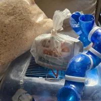 خانه همستر و غذای همستر همراه پوشال