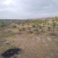 ۹هزار متر چهار دیواری زمین و باغچه و گلخونه|فروش زمین و ملک کلنگی|پاکدشت, پاکدشت (مامازند)|دیوار